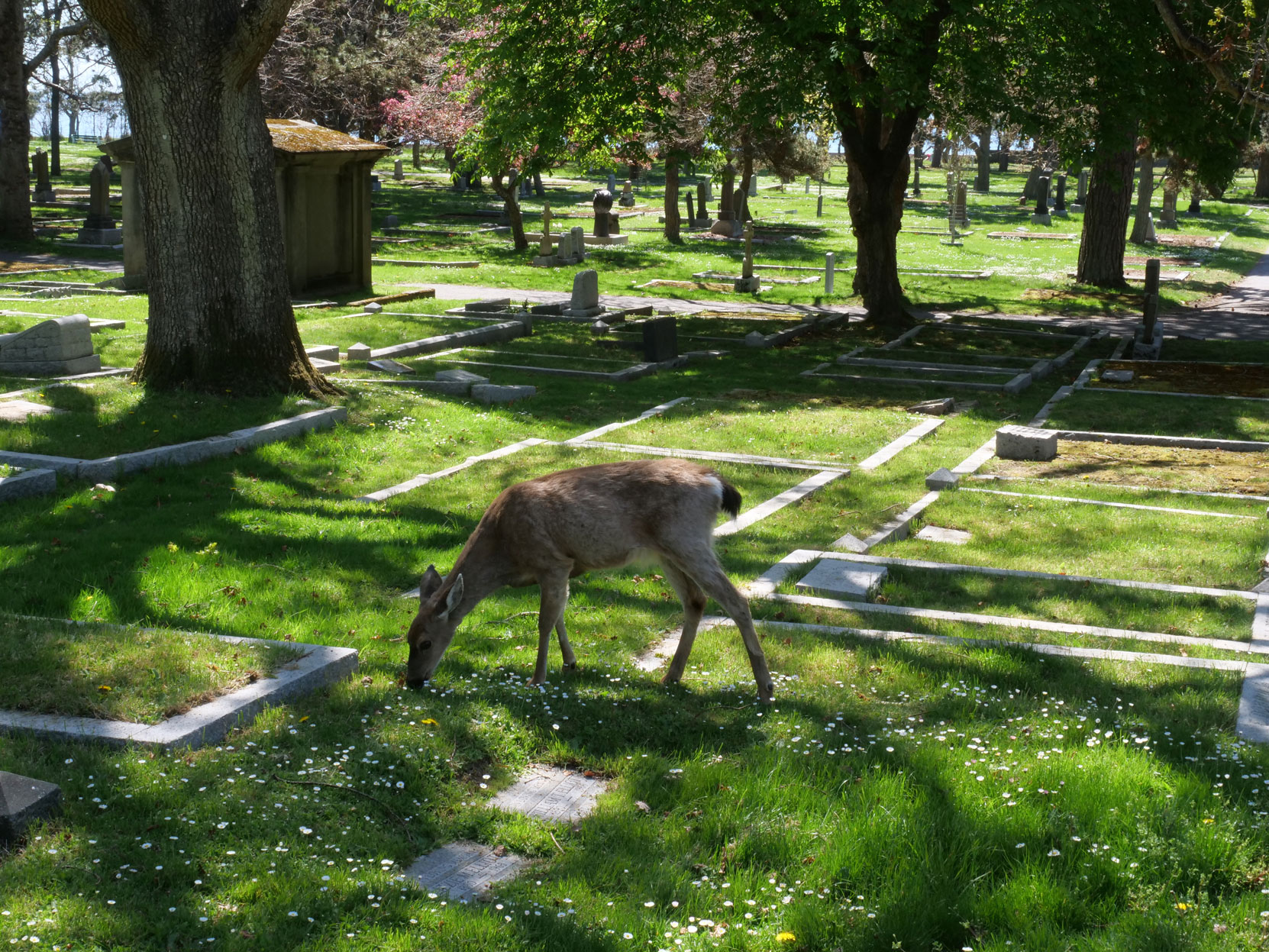 Deer in Ross Bay Cemetery, Victoria, B.C.